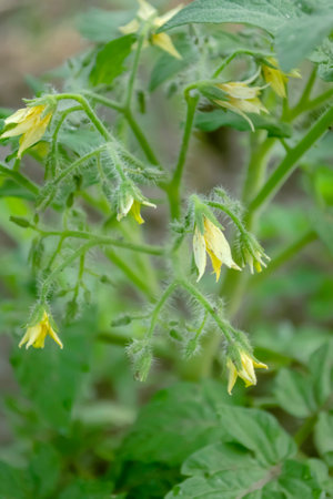 Flowers on tomato bushes. Flowering of tomato shrubs in summer. The first clusters of flowers on cherry tomatoes.の写真素材