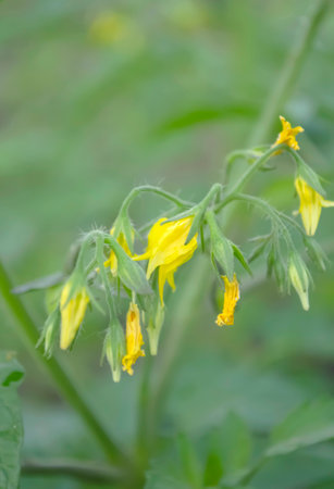 Flowers on tomato bushes. Flowering of tomato shrubs in summer. The first clusters of flowers on cherry tomatoes.の写真素材