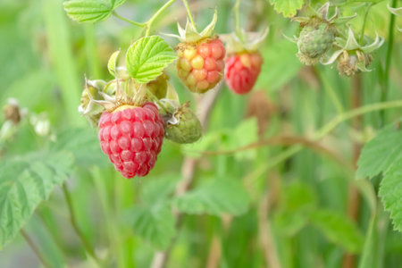 Red raspberries hanging on a branch. bushes of raspberries with red berries. Summer healthy berries - red raspberries from the garden.の写真素材