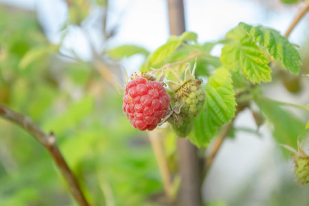 Red raspberries hanging on a branch. bushes of raspberries with red berries. Summer healthy berries...