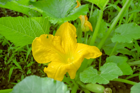 Flowering zucchini bush in the garden. Zucchini blossoms. Growing zucchini in the open field.の写真素材