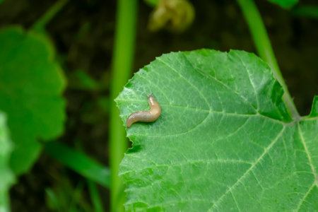 A snail without a shell crawls on a zucchini leaf. Slugs in the garden. Pests of the garden - slugs.の写真素材