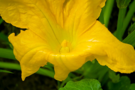 A large, orange zucchini flower. Yellow zucchini flower on a bush.の写真素材