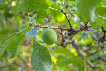 Plum fruits hang on a tree. A lot of plum fruits. Green plum ripens on a tree.の写真素材