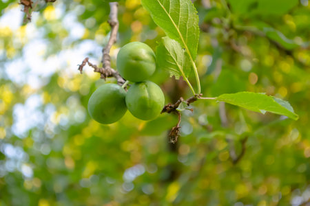 Plum fruits hang on a tree. A lot of plum fruits. Green plum ripens on a tree.の写真素材