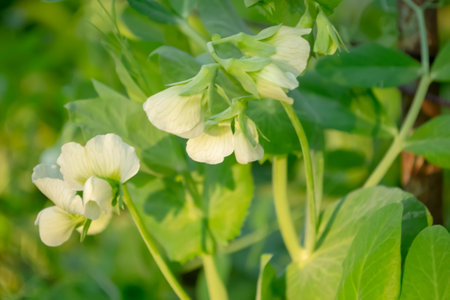 Pea flowering in the open field. The ripening of peas are the first flowers. Growing peas in the garden - white flowers.の写真素材