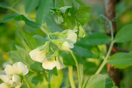Pea flowering in the open field. The ripening of peas are the first flowers. Growing peas in the garden - white flowers.の写真素材