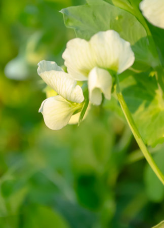 Pea flowering in the open field. The ripening of peas are the first flowers. Growing peas in the garden - white flowers.の写真素材