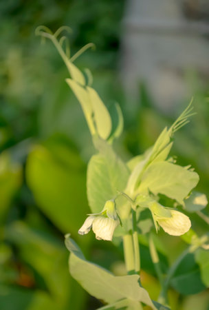 Pea flowering in the open field. The ripening of peas are the first flowers. Growing peas in the garden - white flowers.の写真素材
