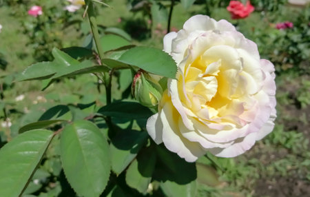 White rose flower in a flower bed. Large beautiful white rose with yellow and pink shades.の写真素材