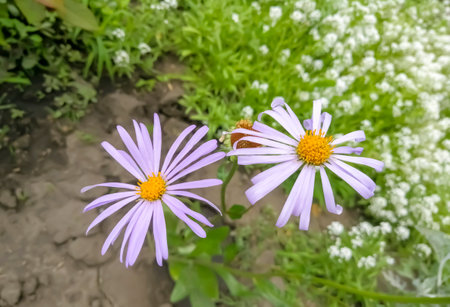 Purple daisies in a flower bed. Flowers with purple petals. Beautiful flowers with purple petals and a yellow core.の写真素材