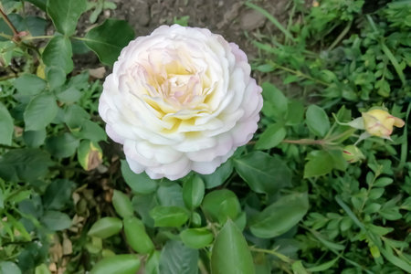 Beautiful white rose close-up. White rose with a pink and yellow tint on the flower bed. A large rosebud.の写真素材