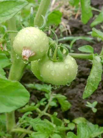 green cherry tomatoes on a bush. Ripening of green tomatoes. Farming - growing vegetables and tomatoes.の写真素材