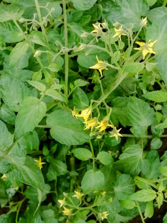 tomato bush blooms. A lot of yellow flowers on a tomato bush in the garden. abundant flowering vegetable crops. agriculture. Farming is the cultivation of tomatoes.の写真素材