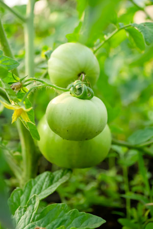 A few green tomatoes on a bush in the garden. Green fruits ripen on the branches of a tomato bush. Growing tomatoes.の写真素材