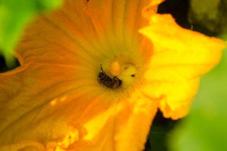 Pollination of the flower by bees. In a large, yellow zucchini flower, the bee collects pollen.の写真素材