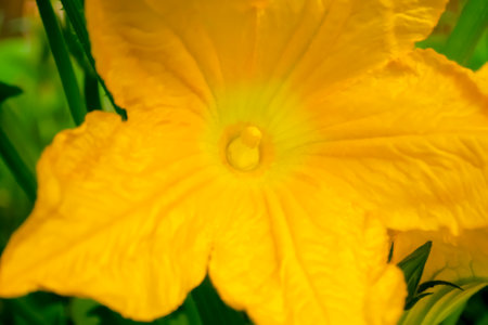 A large, yellow zucchini flower. Yellow flower in the garden on a fruit bush. Zucchini blooms in the garden..の写真素材