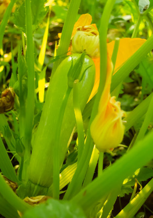 The green fruit of zucchini grew in the garden. A small zucchini fruit on a bush.の写真素材