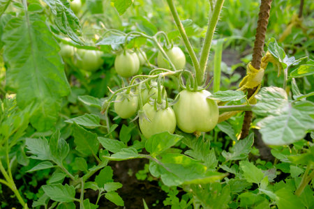 A brush of cherry tomatoes on a bush. Cherry fruits and flowers in one brush. Future harvest of cherry tomatoes.の写真素材