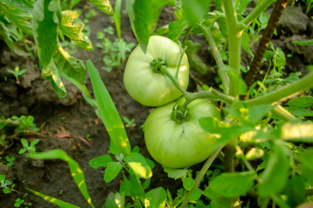 Large, green tomatoes on a bush. The tomato crop is ripening. Green tomatoes are the young fruits of the future harvest.の写真素材