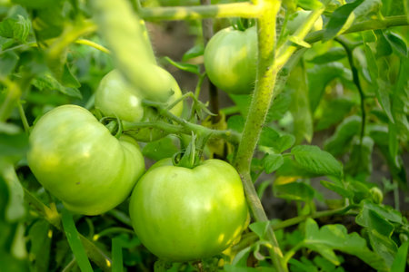 Green tomatoes on the bush. Large, green tomatoes grow in the garden. Cultivation of tomato crops. Several large tomatoes ripen on the bush.の写真素材