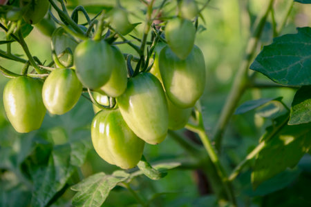 A brush of tomatoes cream on a bush. Growing tomato varieties of cream in the garden. Green tomatoes in a brush on a bush.の写真素材