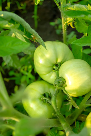 Green tomatoes on the bush. Large, green tomatoes grow in the garden. Cultivation of tomato crops. Several large tomatoes ripen on the bush.の写真素材