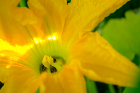 Bees pollinate the zucchini flower. A few bees in a zucchini flower. Large, yellow zucchini flower close-up.の写真素材