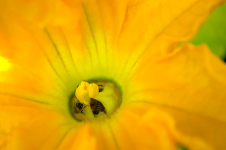 Bees pollinate the zucchini flower. A few bees in a zucchini flower. Large, yellow zucchini flower close-up.の写真素材