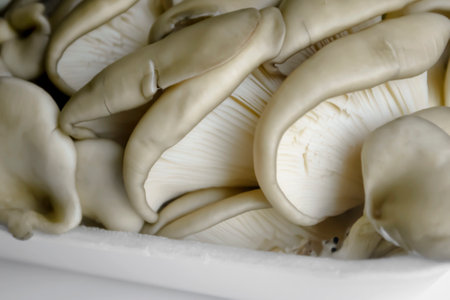 Fresh oyster mushrooms from the store. Useful mushrooms for cooking. Hanger mushroom close-up.の写真素材