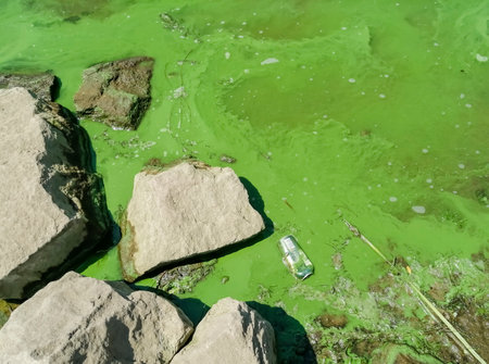 Environmental problems - polluted water. Green water on the beach - algae bloom. disturbances in the ecosystem. environmental pollution. green algae and mussor in the water.の写真素材