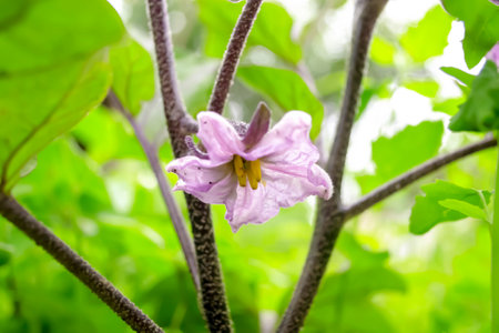 Eggplant flowers on a bush. Growing eggplant in the open field. Flowering bush eggplant. Purple flowers on fruit bushes.の写真素材