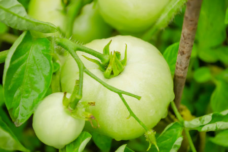 A large beautiful tomato on a bush. Green tomatoes - cultivation in the open field. Large tomatoes on the bush.の写真素材