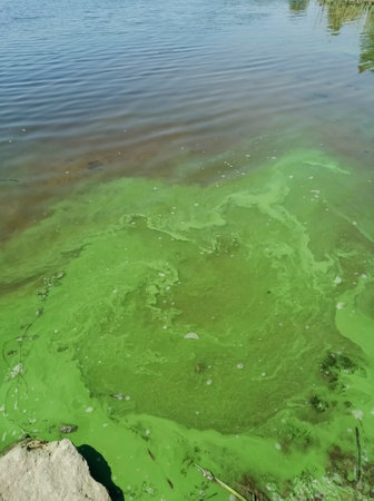 Near the shore by the water there is green water. The destruction of ecology is green water in the...