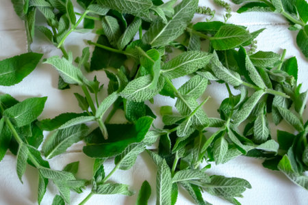 Mint leaves are harvested for drying. On a white table there are sprigs of fresh mint.の写真素材