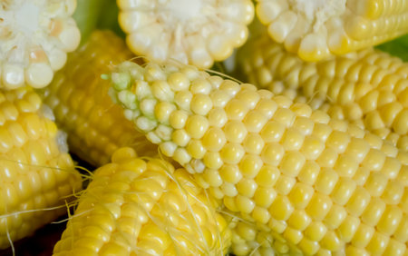 Broken corn cobs up close. Corn cobs close-up.の写真素材