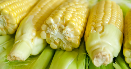 A lot of corn lies together. Cobs of corn lie in a row on green leaves.の写真素材