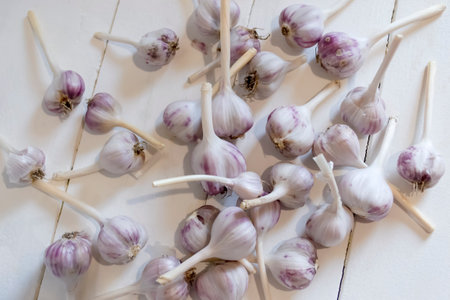 Lots of garlic with purple streaks. Lots of garlic. Young garlic - background photo.の写真素材