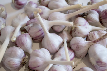 Lots of garlic. Young garlic - background photo. Lots of garlic with purple streaks.の写真素材