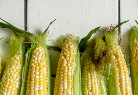 fresh ears of corn in a row against the background of the wall. Lots of corn. The corn cobs lie together.の写真素材