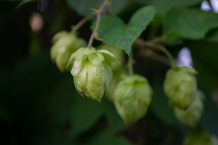 young hops. hop buds for beer. Harvest hops on the plant. The first fruits of hops. horizontal...