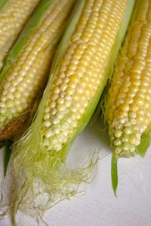 Fresh corn on a white table. yellow corn kernels. Raw corn on the cob.の写真素材