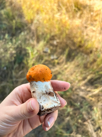 Small boletus. In a womans hand is a boletus. Mushroom with an orange cap.の写真素材