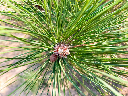 A pine branch with an inflorescence. Inflorescence on the Christmas tree. Young fruits on a pine tree.の写真素材