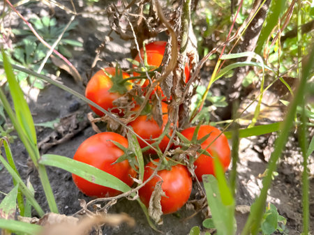 Red tomatoes on the ground in the garden. Tomato harvest - harvest from the garden. A bunch of ripe tomatoes fell to the ground.の写真素材