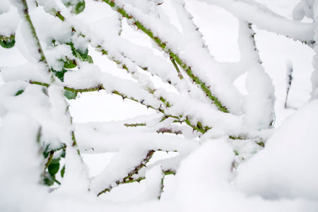 Branches in thorns under the snow. The green branches of the rose bush are covered with snow. Rose branches in the snow.の写真素材