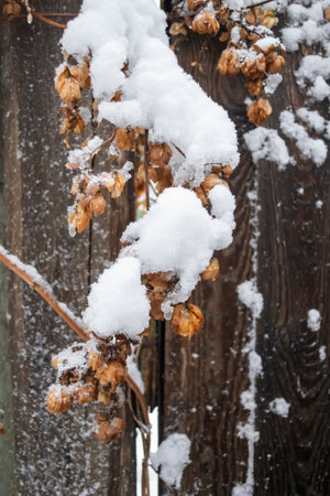 Yellow hop branches under the snow. The first frosts are hops in the snow. The yellow bushes are covered with snow.の写真素材