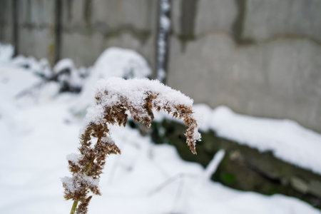 Yellow branches under the snow. The first frosts in the snow. The yellow bushes are covered with snow.の写真素材