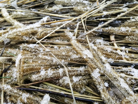 Dry grass is covered with snow. The beginning of winter. Snow on yellow straw.の写真素材