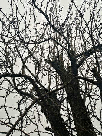 Gloomy winter trees. Winter trees against grey sky. Bare tree branches - Halloween. Trees without leaves from bottom to top. Scary trees.の写真素材